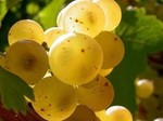 GEWURZTRAMINER VIEILLES VIGNES 2017 JEAN SIPP